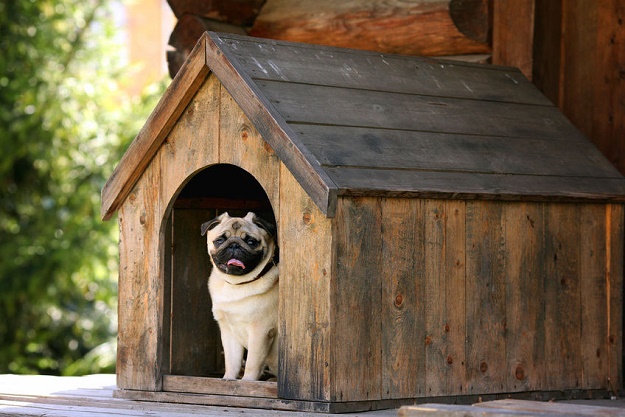 ไอเดียแต่งบ้านน้องหมา น่ารักๆ เอาใจรคนรักสี่ขา - การออกแบบ - ไอเดีย - บ้าน