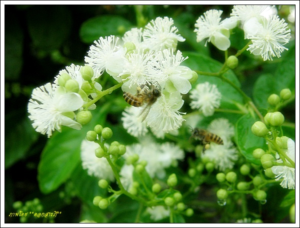 ปลูกไม้ประดับดอกสวยสีขาว "รสสุคนธ์" กลิ่นหอมยามเช้า - สวนสวย - ไม้ประดับ - ต้นรสสุคนธ์ - ดอกรสสุคนธ์ - ดอกไม้สีขาว - ดอกไม้กลิ่นหอม - ปลูกไม้ประดับ