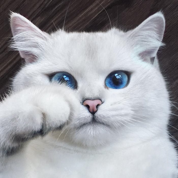 แบ๊วอ่ะ !!! แมวที่มีดวงตาสวยที่สุดในโลก