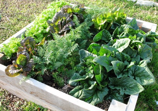 10 พืชผักสวนครัวในกระถาง..สวนประหยัดสำหรับคนรักสุขภาพ