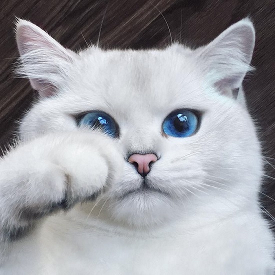 แบ๊วอ่ะ !!! แมวที่มีดวงตาสวยที่สุดในโลก - สัตว์เลี้ยง - แมว - น่ารัก