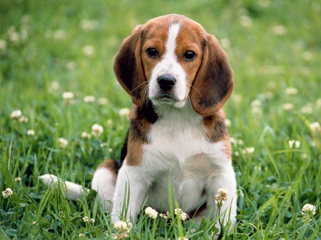 6 วิธีประหยัด ค่าใช้จ่ายด้านสุขภาพสุนัข อย่างมืออาชีพ ^.^ - สุนัข - ดูแลสุนัข - รักษาโรค - ดูแลสุขภาพของสุนัข - คนรักสัตว์