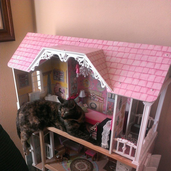 แมวเหมียวฝันอยากมีบ้านตุ๊กตา