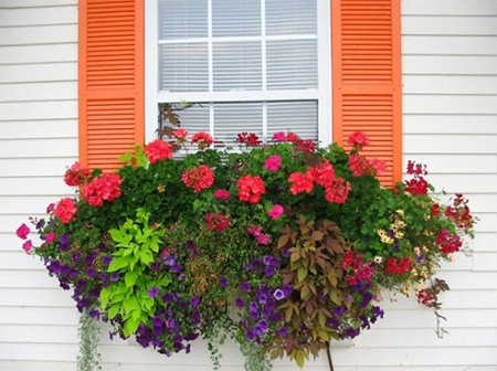 สดชื่น..น่ามอง จัดสวนดอกไม้ริมหน้าต่างบ้าน... - จัดสวน - ตกแต่งสวน - จัดสวนดอกไม้ - สวนริมหน้าต่าง - ปลูกดอกไม้ - ปลูกต้นไม้